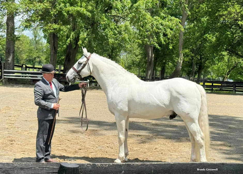 Welcome to the Irish Draught Division at the 171st Upperville Colt & Horse Show presented by MARS Equestrian™